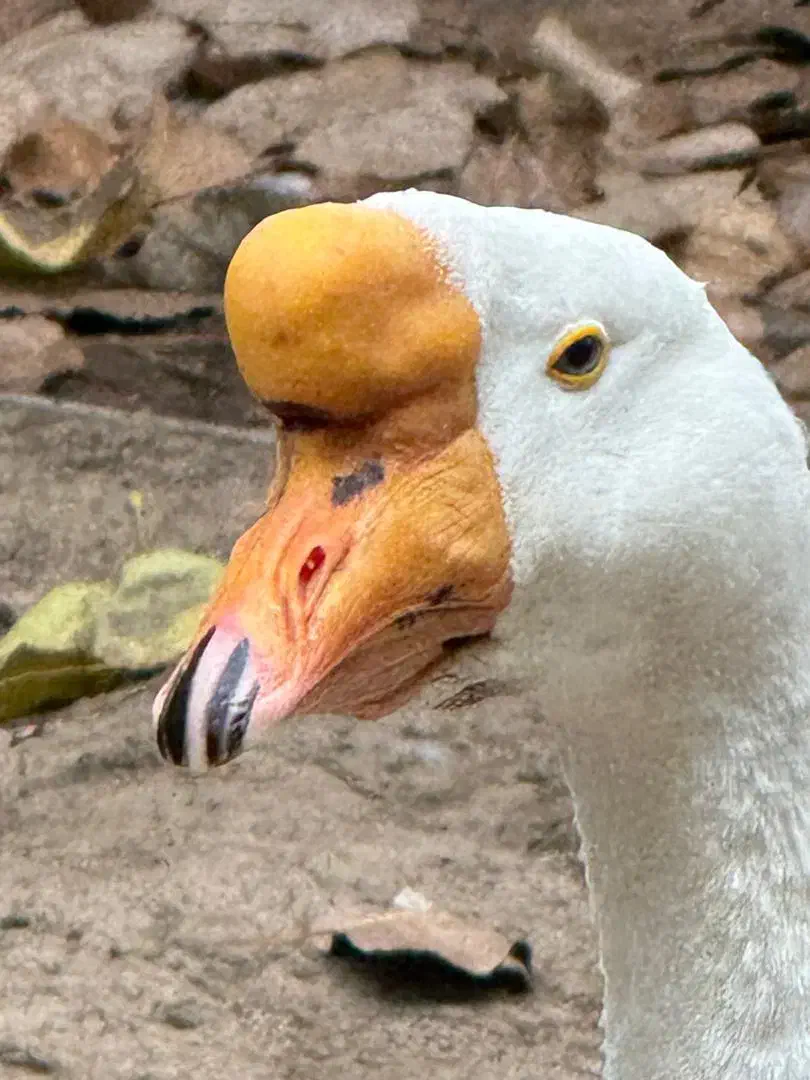 جفت قوغاز اوکراینی اصیل|حیوانات مزرعه|کومله, |دیوار