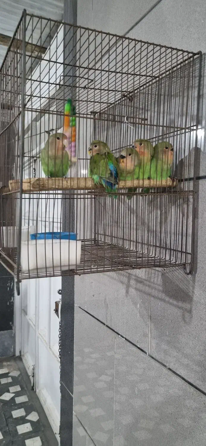 جفت طوطی برزیلی|پرنده|اهواز, کوی بشارت|دیوار