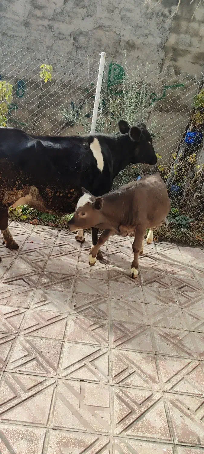 گاو گوساله|حیوانات مزرعه|مریوان, |دیوار