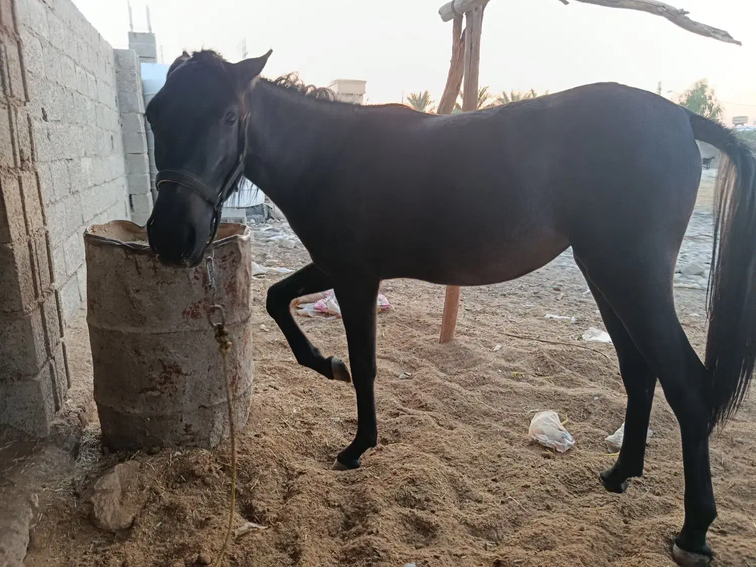 کره اسب|اسب و تجهیزات اسبسواری|گله دار, |دیوار