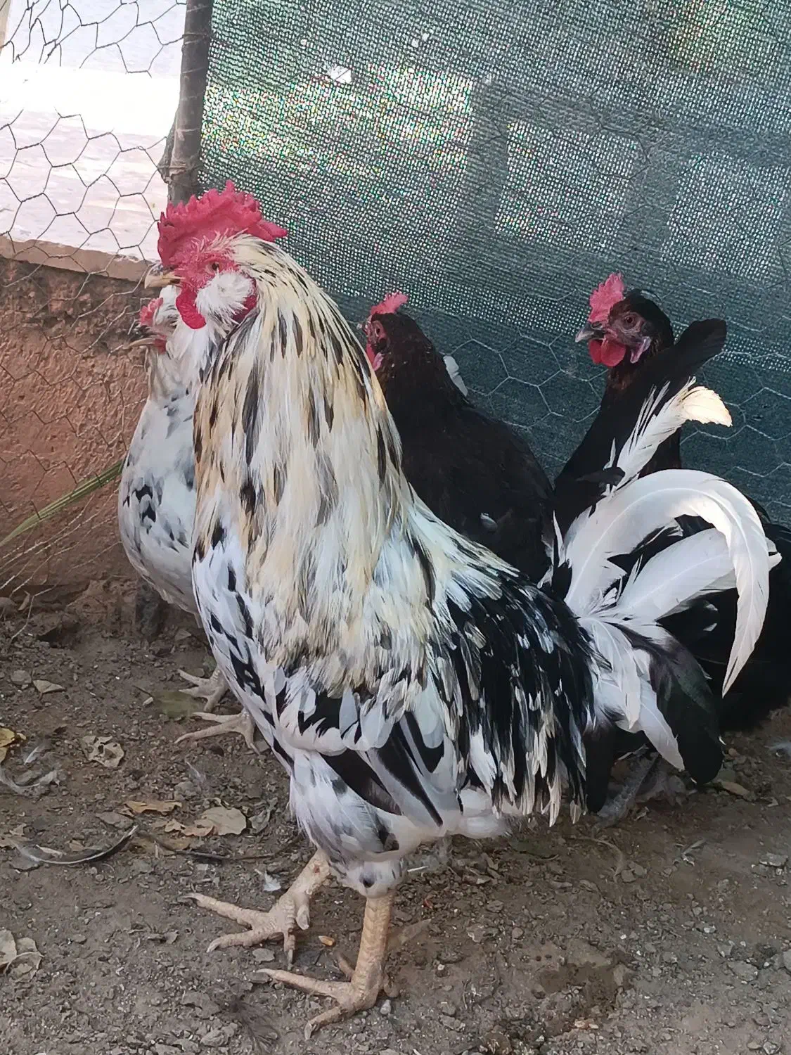 فروش یک عدد خروس|حیوانات مزرعه|آبپخش, |دیوار