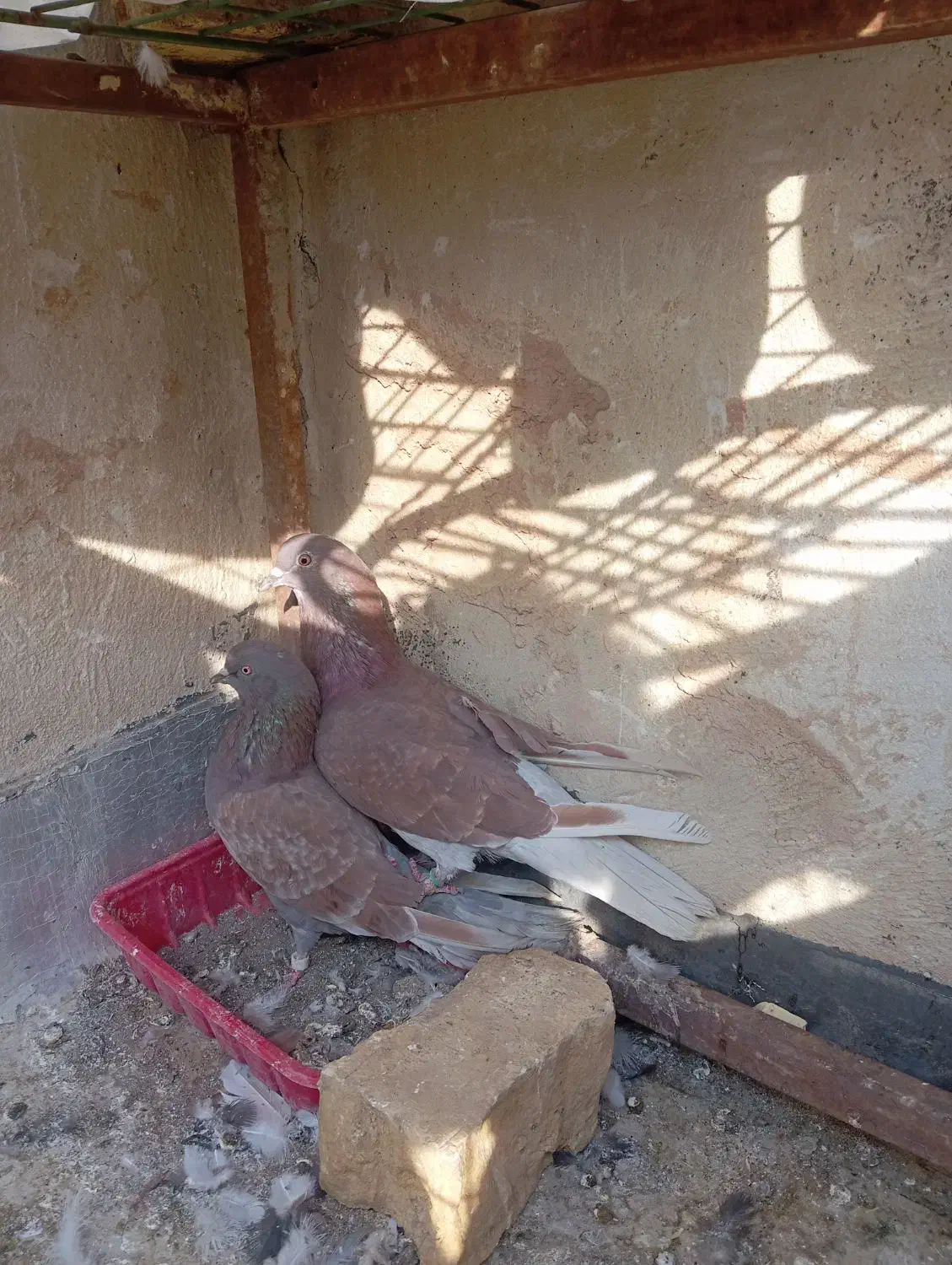 کبوتر سرخ شکار|پرنده|برخوار, |دیوار
