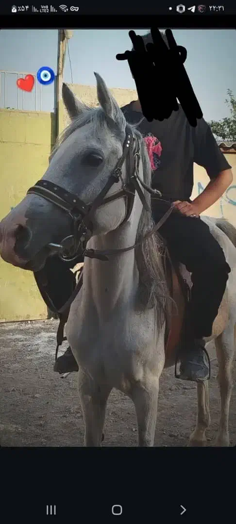 مادیون سواری دار با کره 8 ماه|اسب و تجهیزات اسب‌سواری|تهران, فلسطین (میدان انقلاب)|دیوار