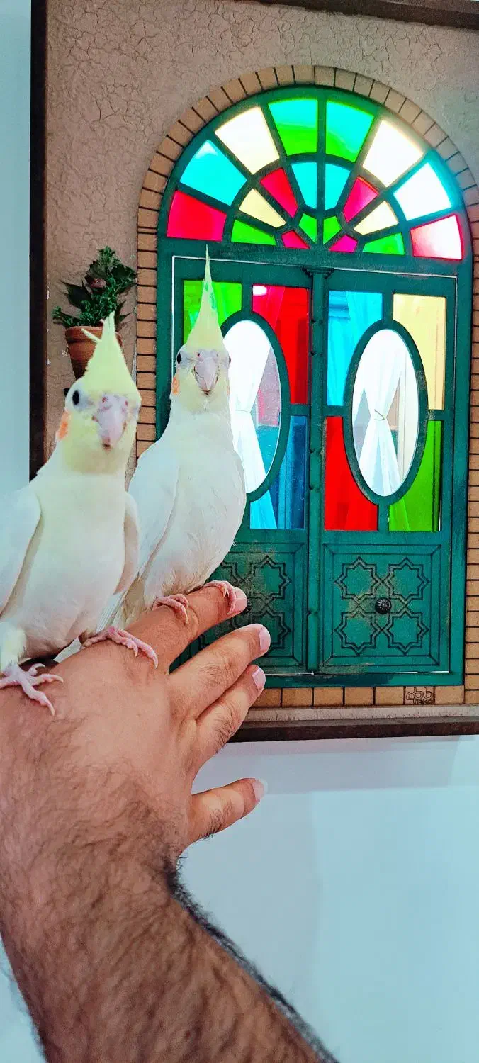 عروس هلندی لوتینو|پرنده|فولادشهر, مسکن مهر فولادشهر|دیوار