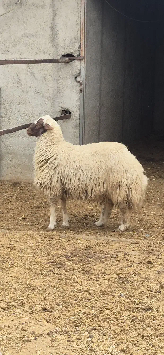 بره نر گوسفند نر چاق|حیوانات مزرعه|تهران, گلستان (شهرک راه آهن)|دیوار