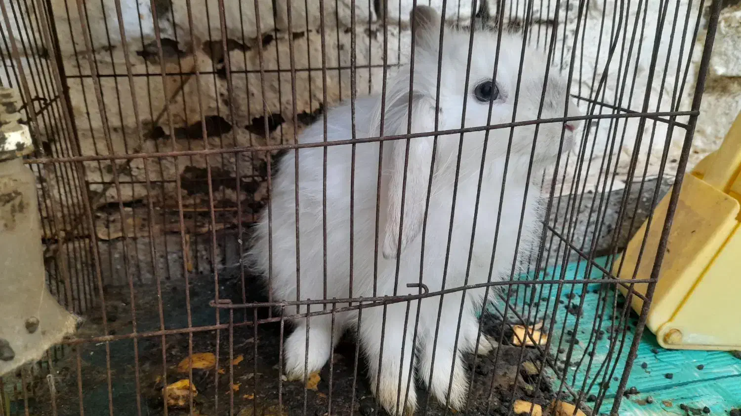 خرگوش پشمالو|موش و خرگوش|تربت‌حیدریه, ده پائین|دیوار