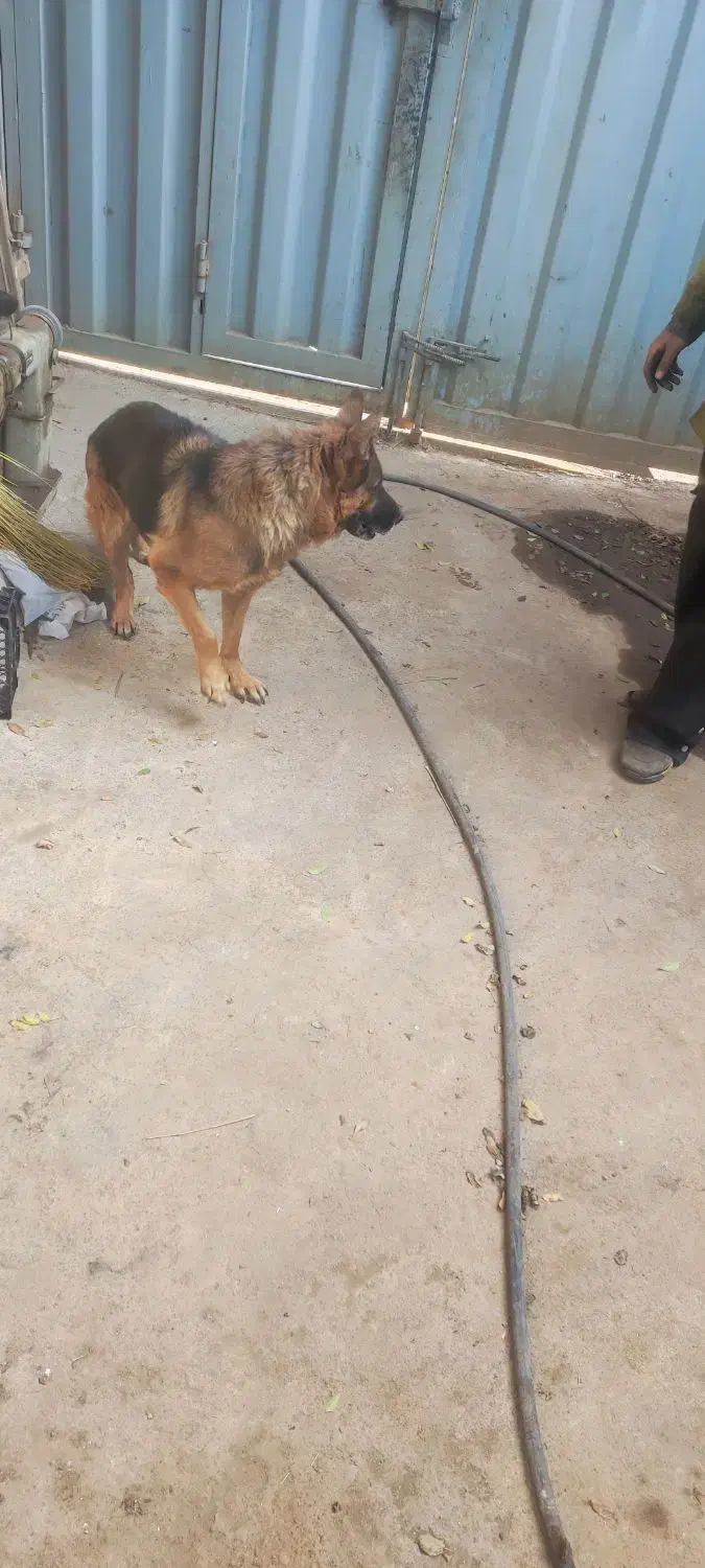 سگ ژرمن ماده|سگ|پاکدشت, پاکدشت (مامازند)|دیوار