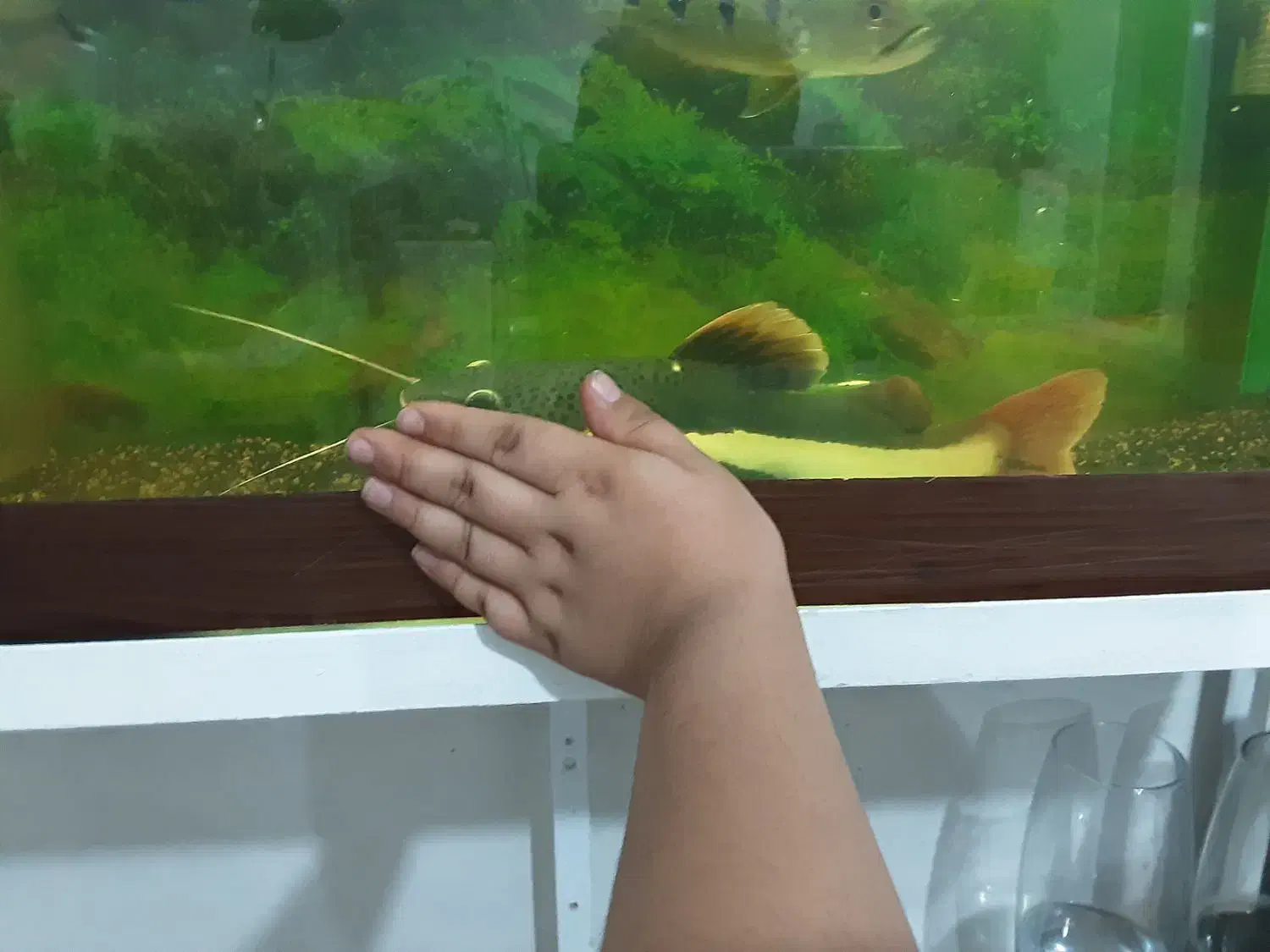 ماهی ردتیل و ماهی الیگیتور|ماهی|ملایر, |دیوار