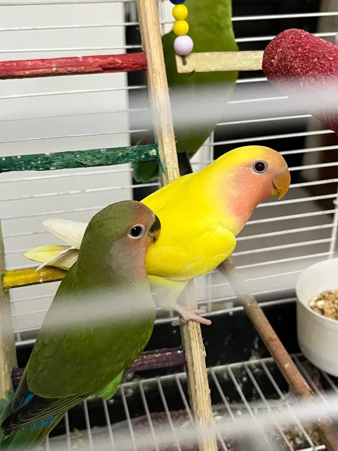 طوطی برزیلی|پرنده|کرج, باغستان|دیوار