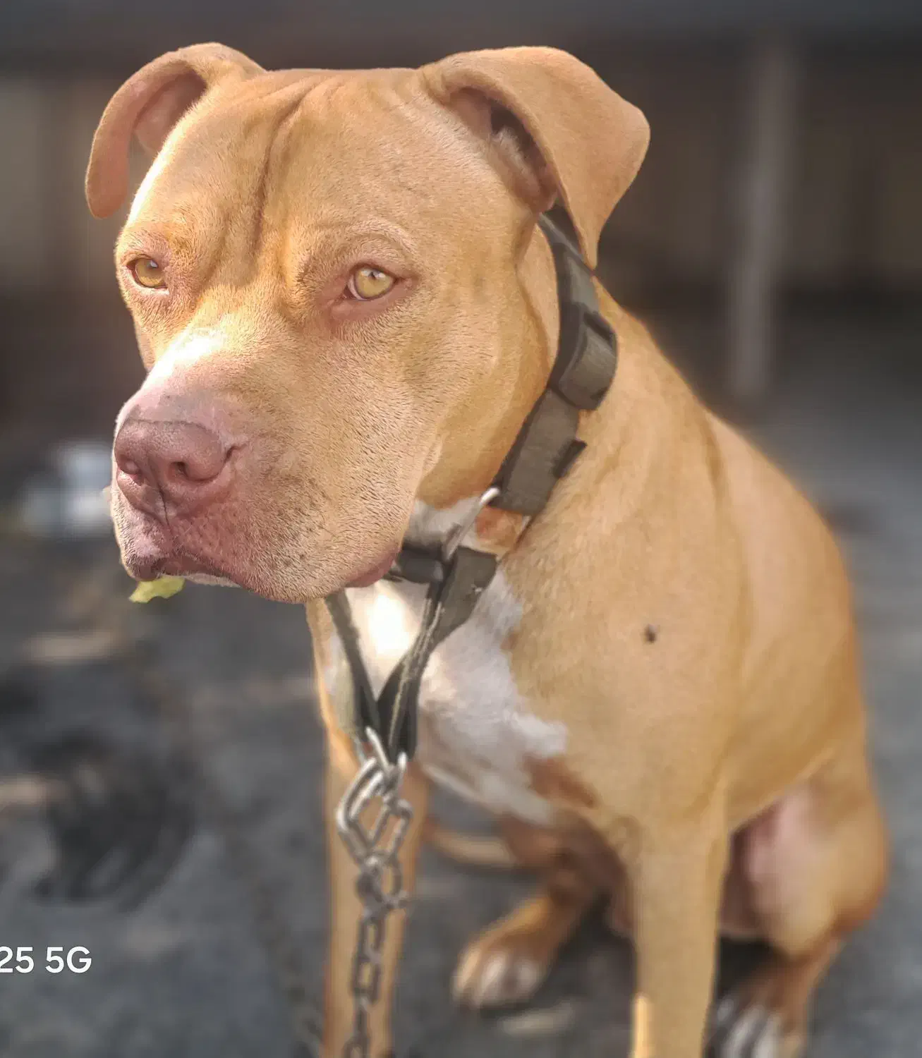 سگ گمشده در فرودگاه مهراباد|حیوانات|تهران, فرودگاه مهرآباد|دیوار