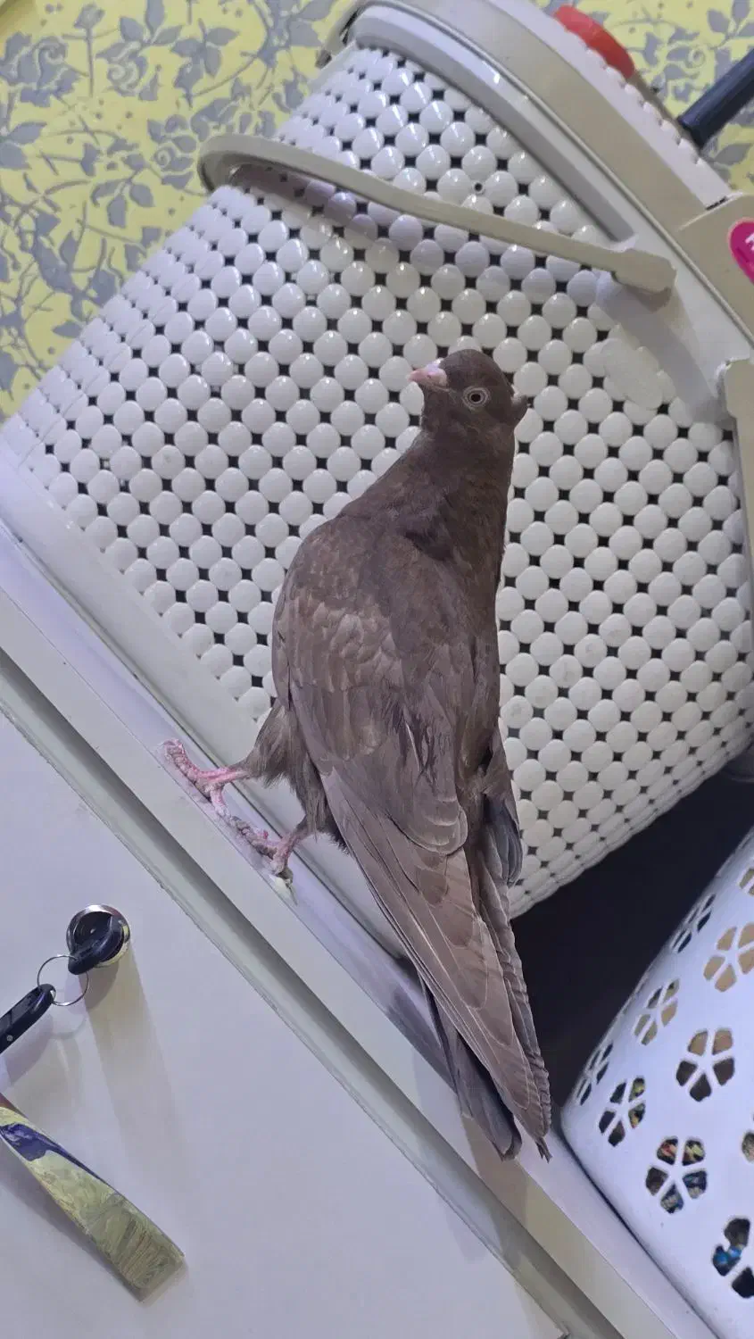 جوجه آبادنی|پرنده|اهواز, پردیس|دیوار