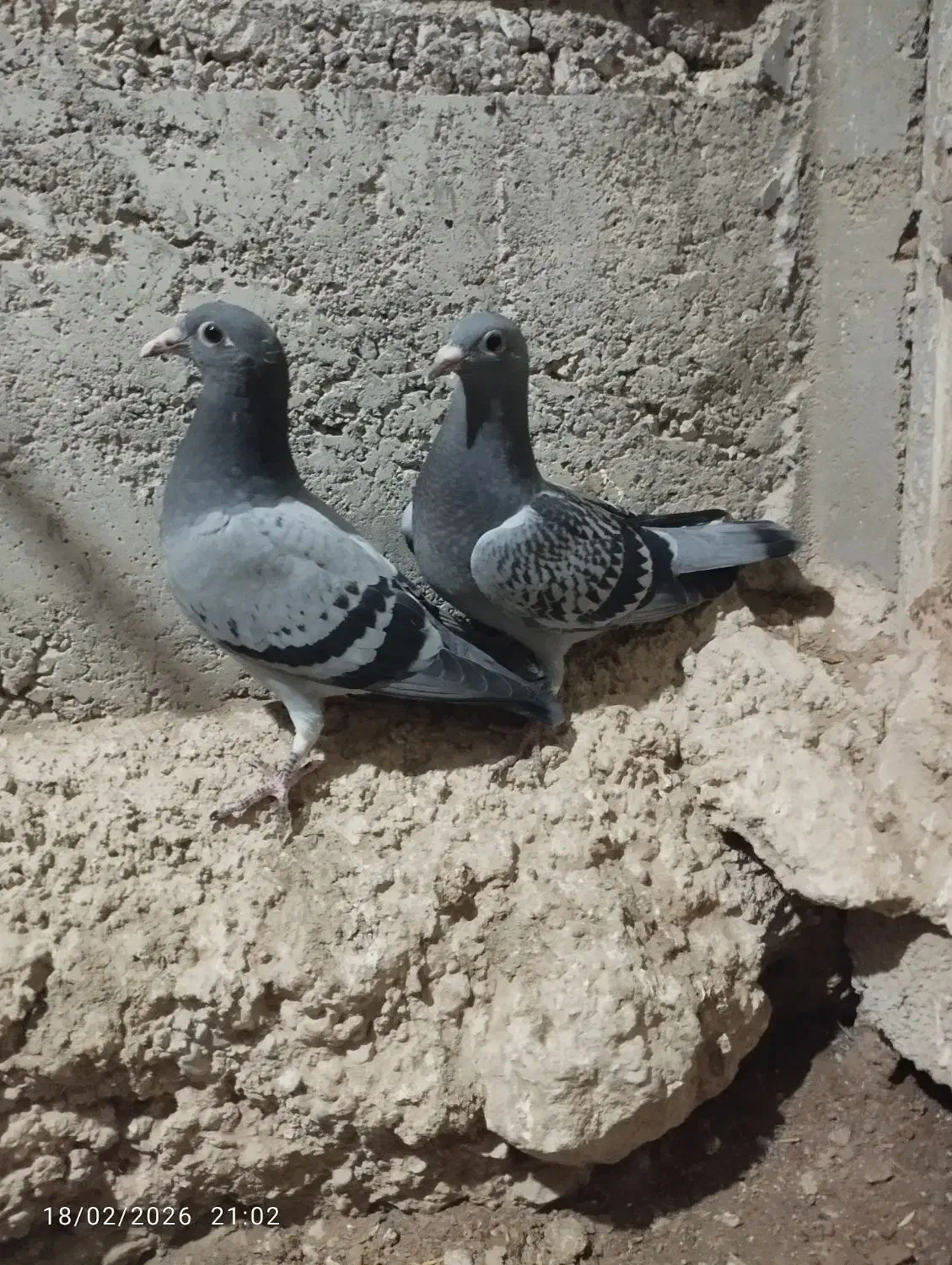 کفتر جوجه|پرنده|اردبیل, |دیوار