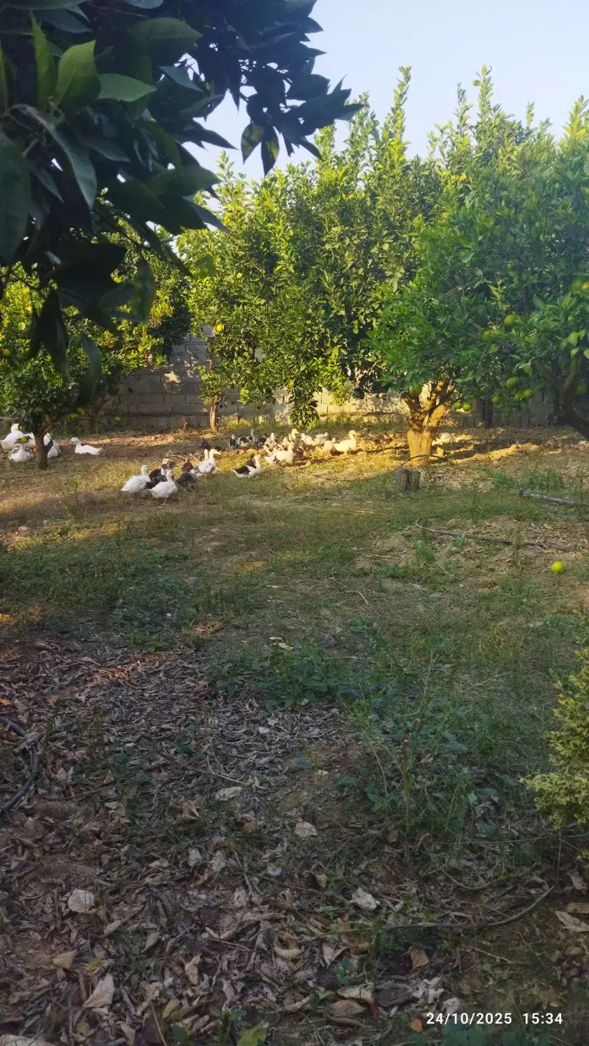 فروش اردک محلی (مگ مگی)|حیوانات مزرعه|فرح آباد, |دیوار