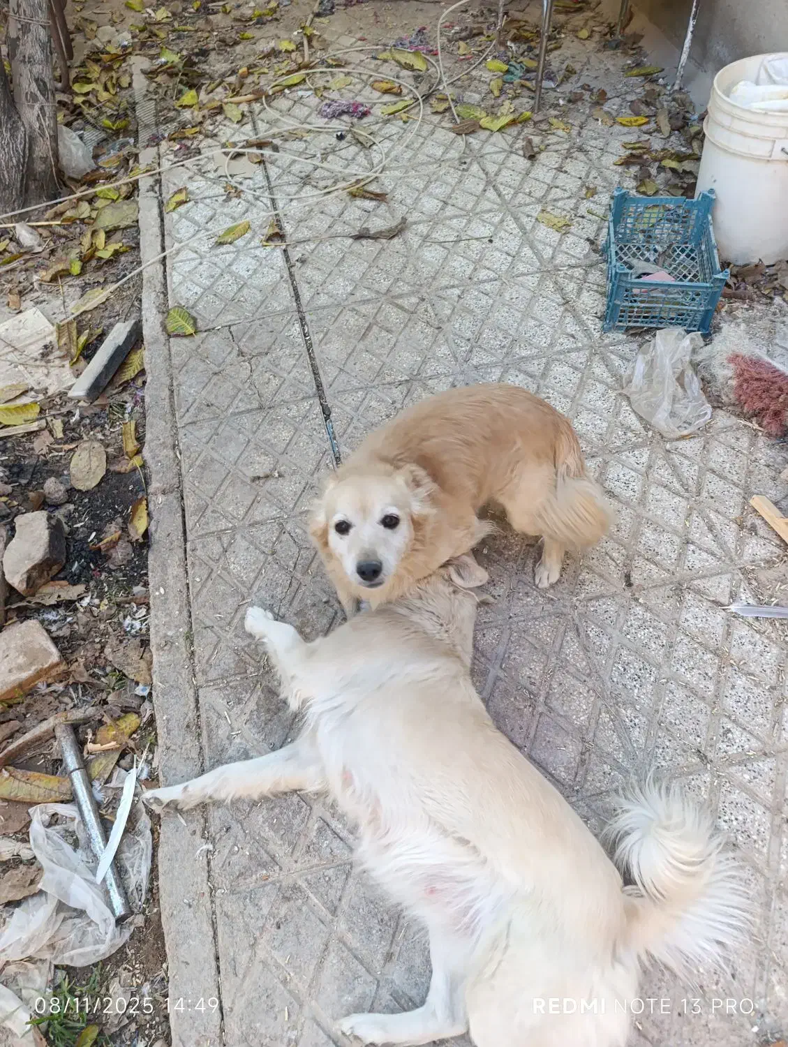 سگ نر|سگ|اسفراین, |دیوار