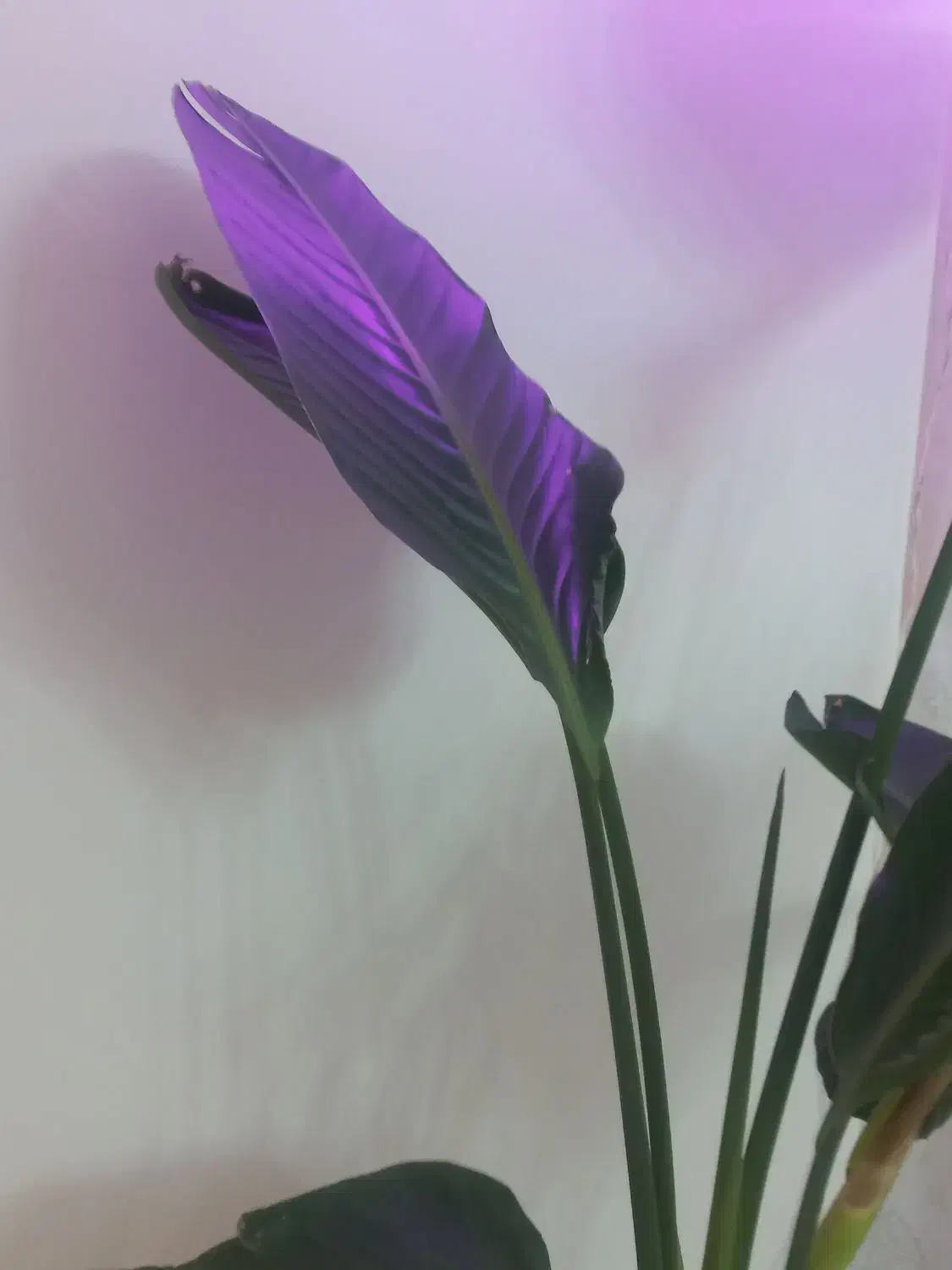 گل نی کولای|گل و گیاه طبیعی|تهران, افسریه شمالی|دیوار