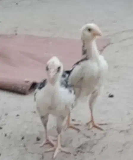 یک مرغ لهستانی و یک مرغ سلطان تخم گذار و دو جوجه|حیوانات مزرعه|قرچک, شهرک الحدید|دیوار