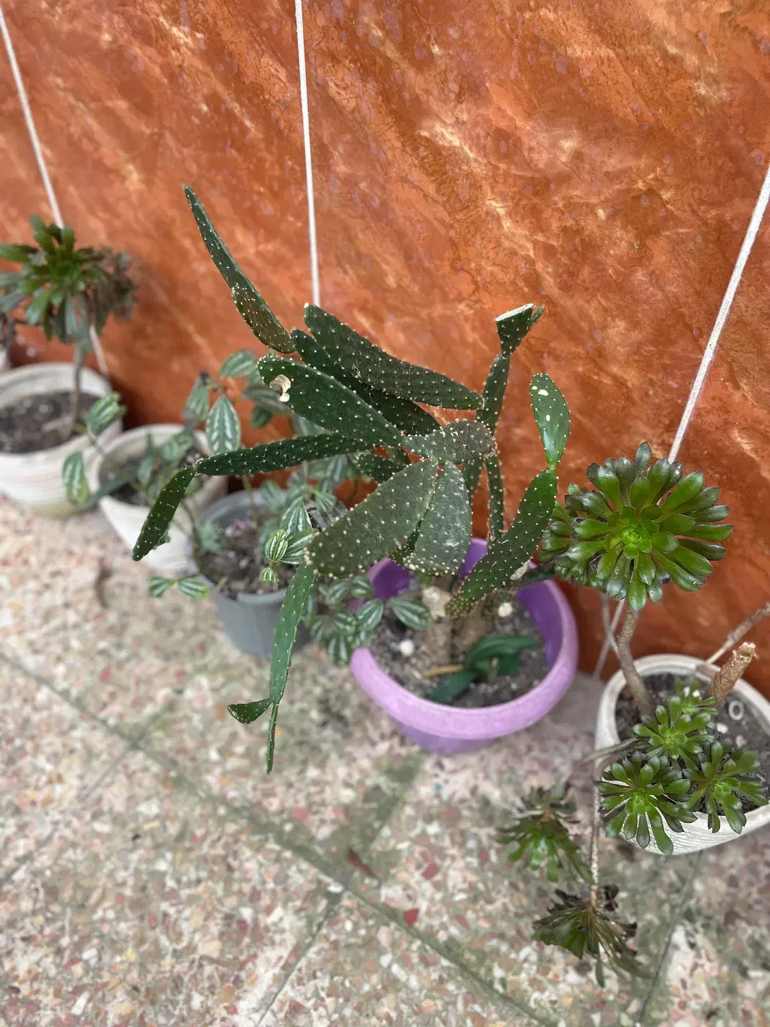 گل وگیاه|گل و گیاه طبیعی|آستانه اشرفیه, |دیوار