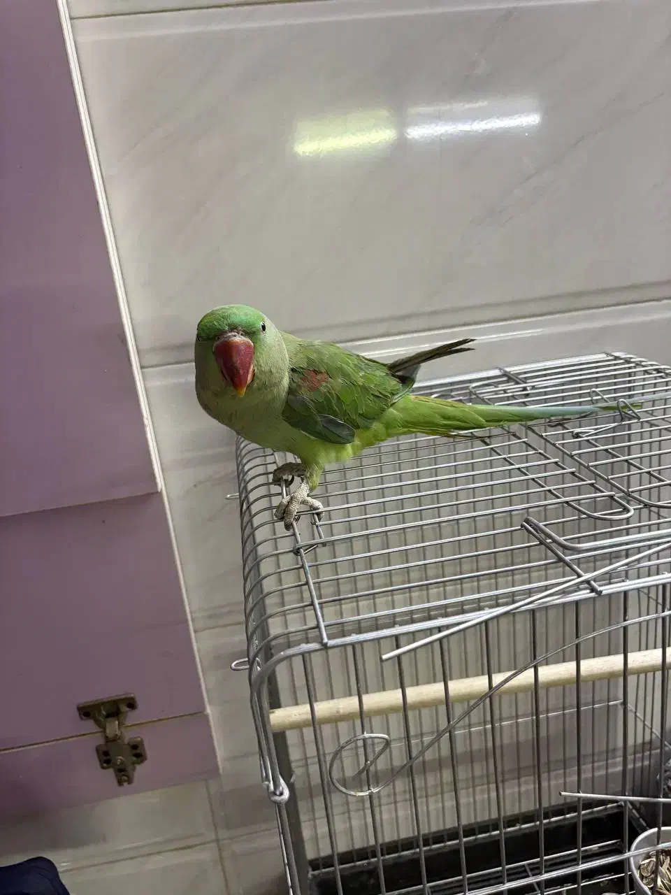 شاه طوطی ،سهره،قناری|پرنده|کرج, کمال‌شهر|دیوار