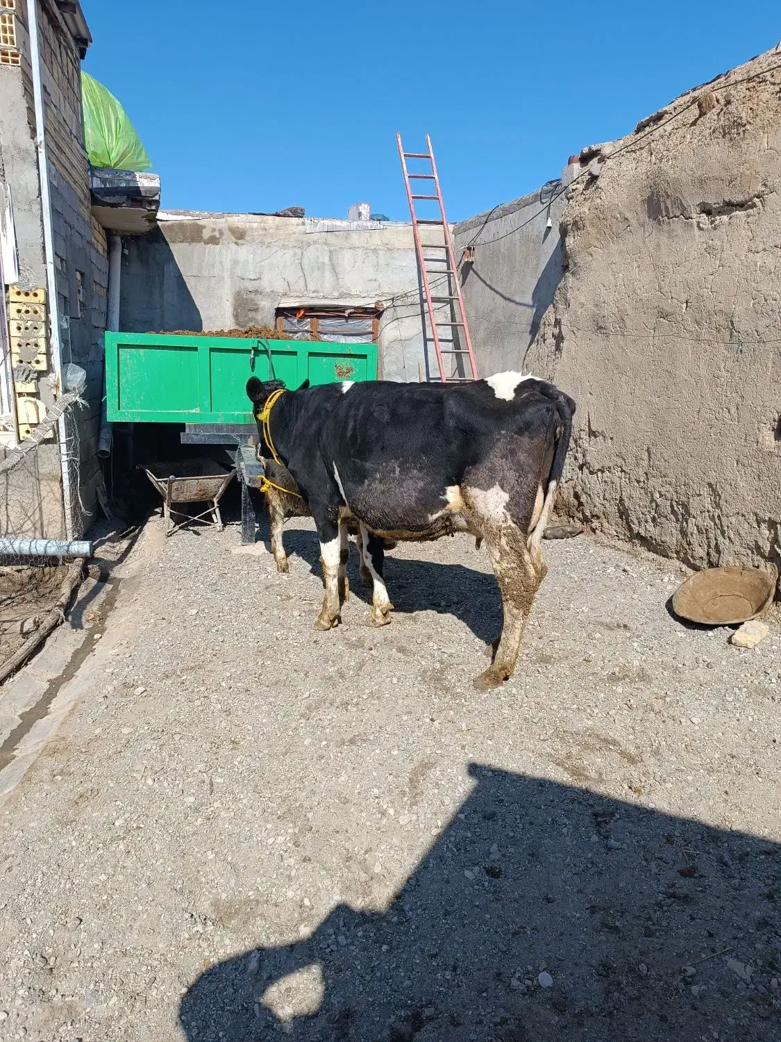 گاو شیری|حیوانات مزرعه|هشترود, |دیوار