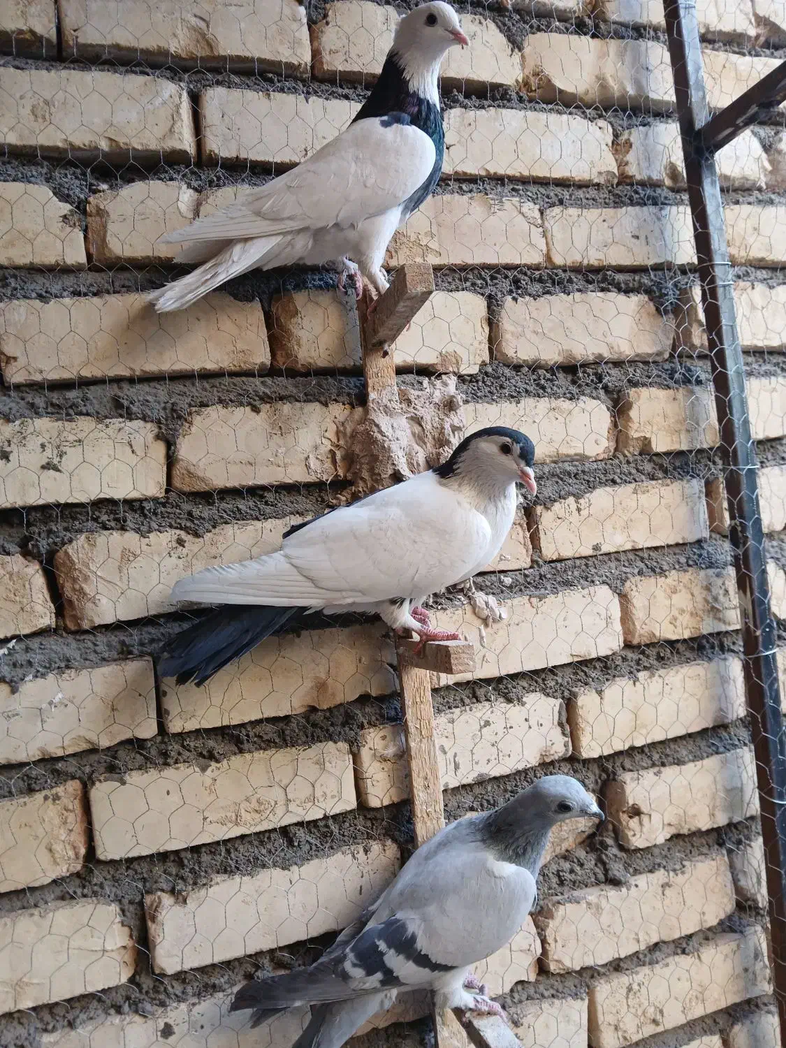 کفتر بوم شلاقی پرشی|پرنده|تربتحیدریه, بی بی حسنیه|دیوار