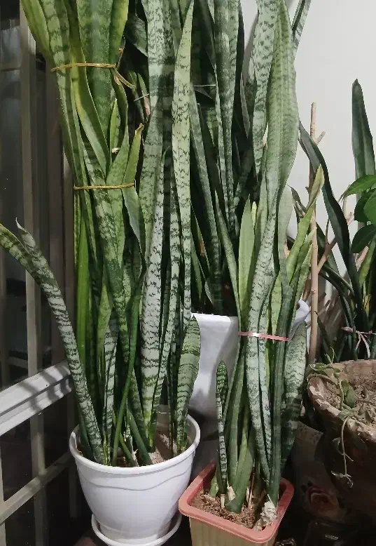 کمد و گل|جاکفشی، کمد، دراور|شاهرود, |دیوار