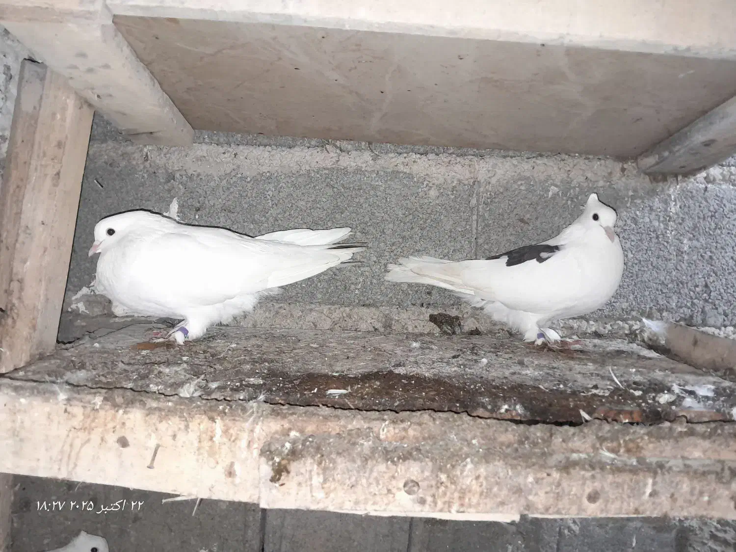 کبوتر|پرنده|رودبنه, |دیوار