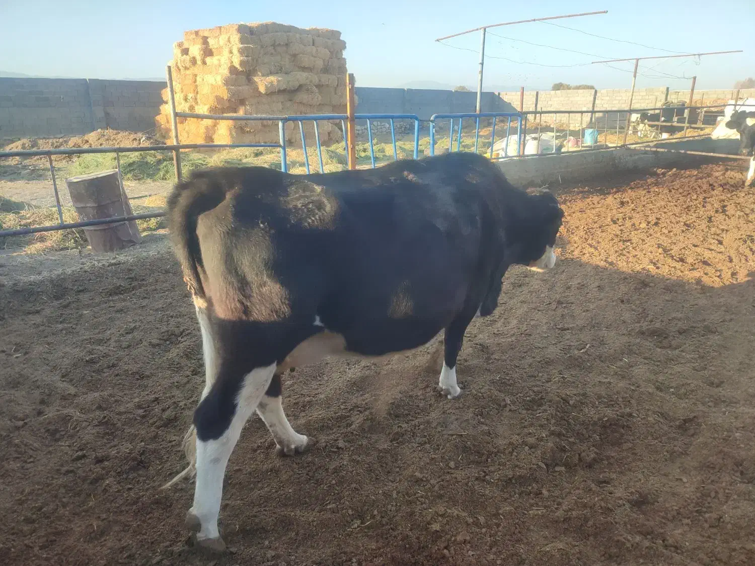گاو شیری ،گوساله نر|حیوانات مزرعه|جوین, |دیوار
