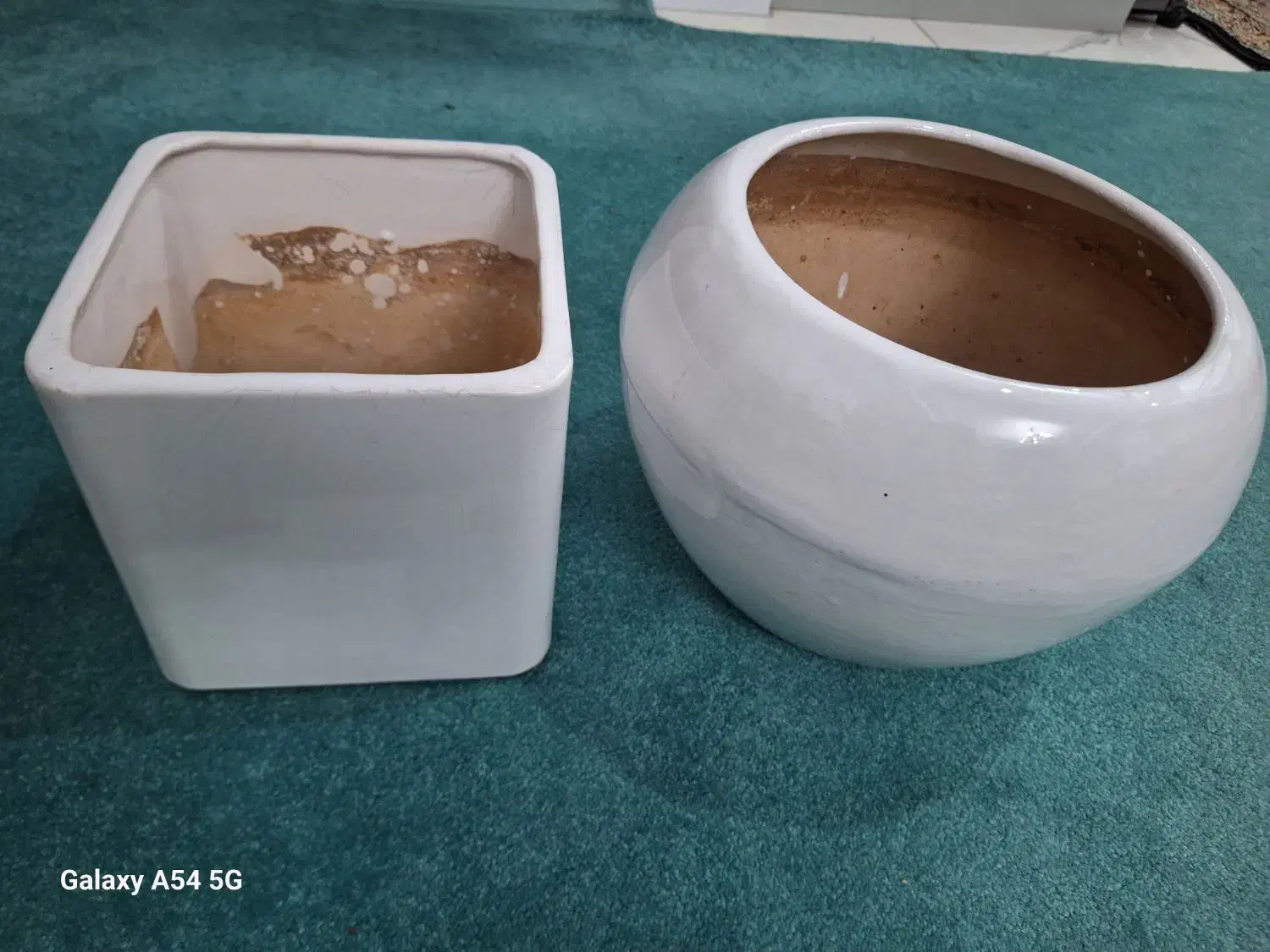 گلدان|گل و گیاه طبیعی|تهران, کیانشهر|دیوار