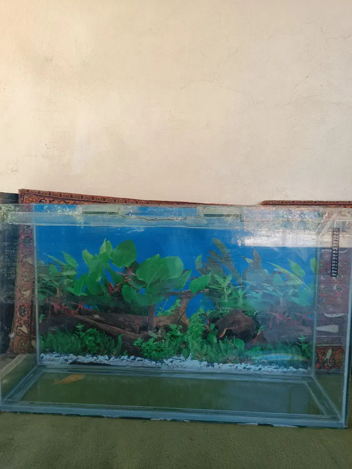 اکواریم|ماهی|نیشابور, ریوند|دیوار