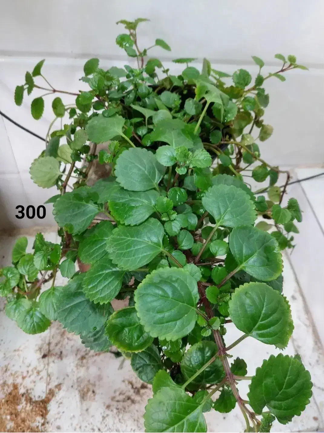 فروش انواع گل و گیاه طبیعی|گل و گیاه طبیعی|نمین, |دیوار