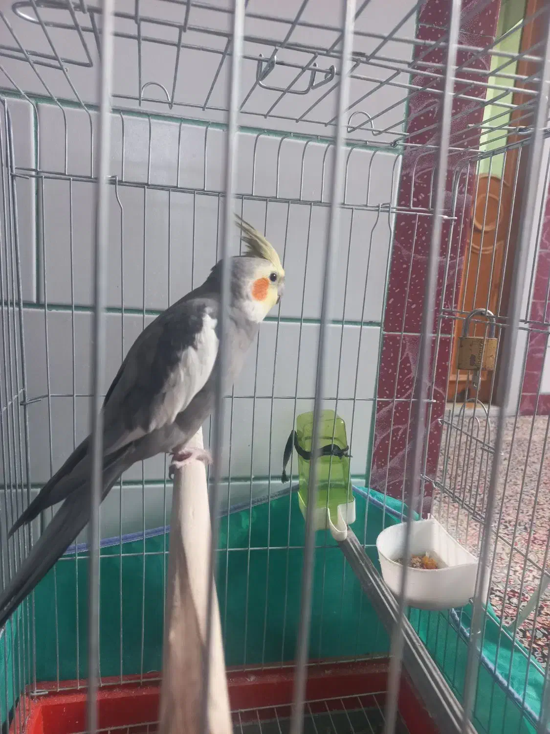 دو عدد عروس هلندی سخنگو|پرنده|زرند, |دیوار