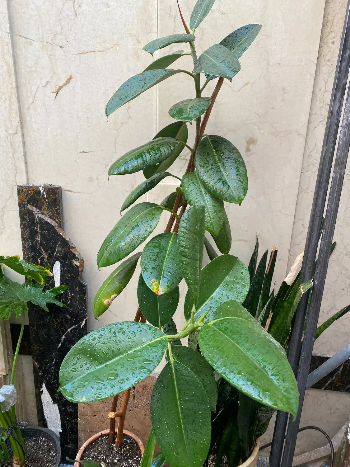 انواع گل فروش‌ ریر‌قیمت محلاتی|گل و گیاه طبیعی|تهران, افسریه شمالی|دیوار