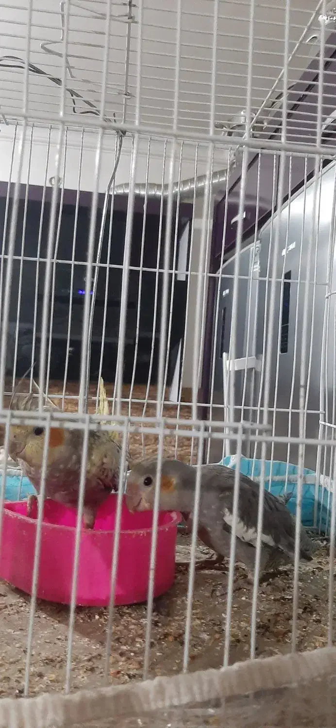 عروس هلندی مولد|پرنده|چناران, |دیوار