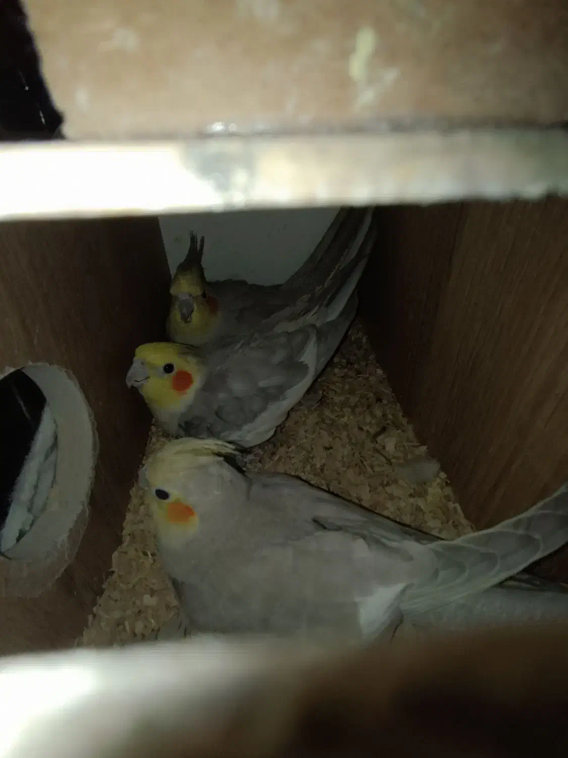 عروس هلندی|پرنده|بیرجند, |دیوار