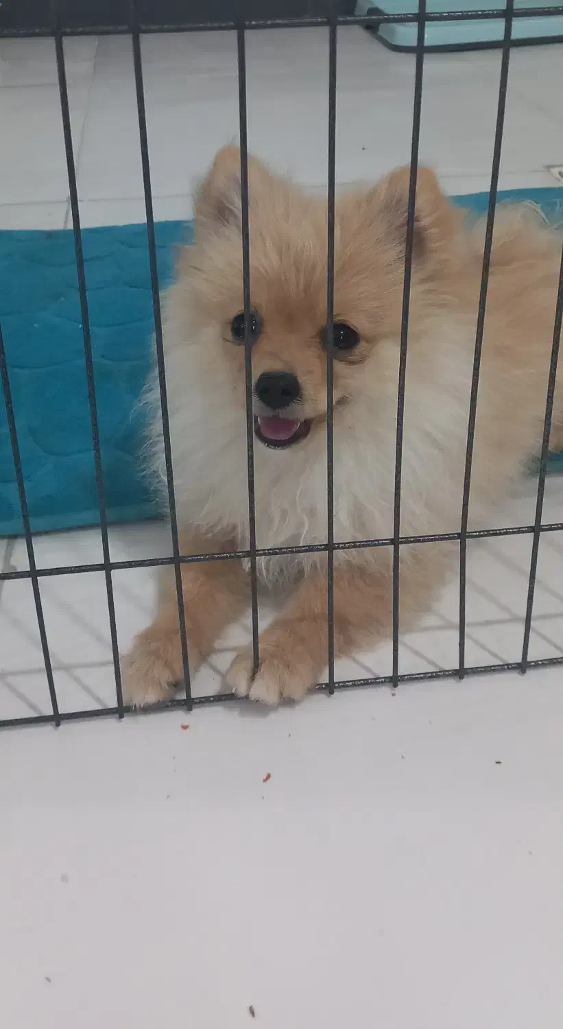 توله پامرانی|سگ|خرمشهر, |دیوار