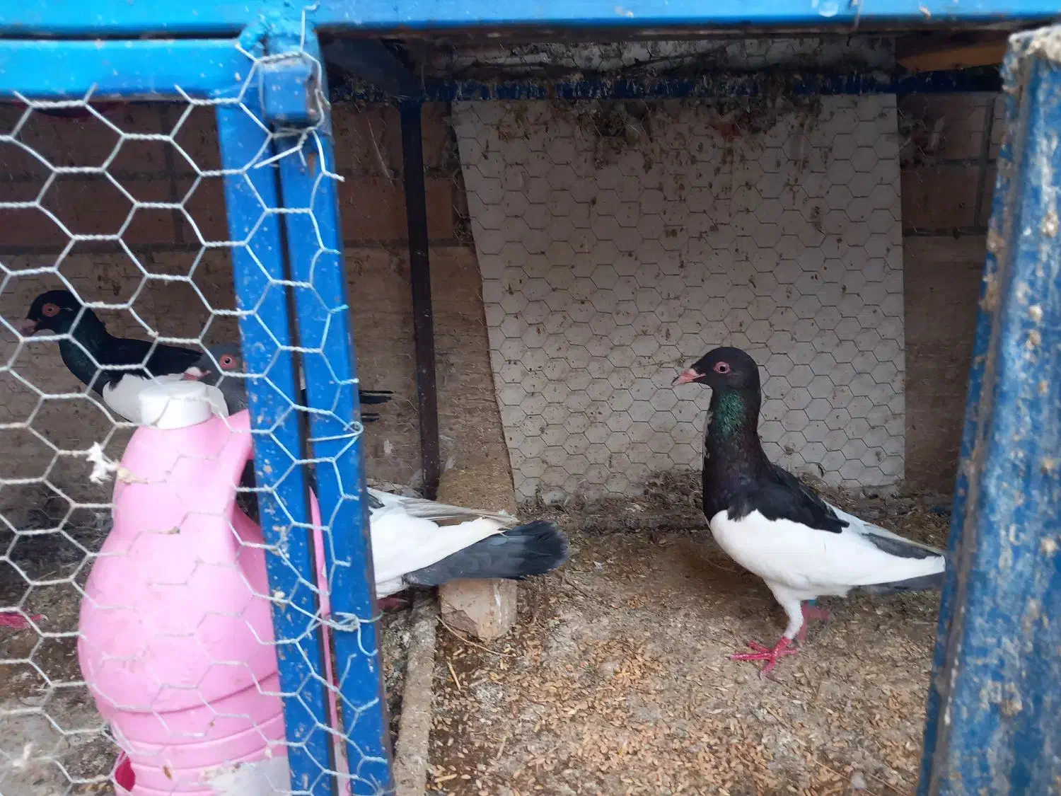 کبوتر یهودی گردن شتری|پرنده|مبارکه, |دیوار