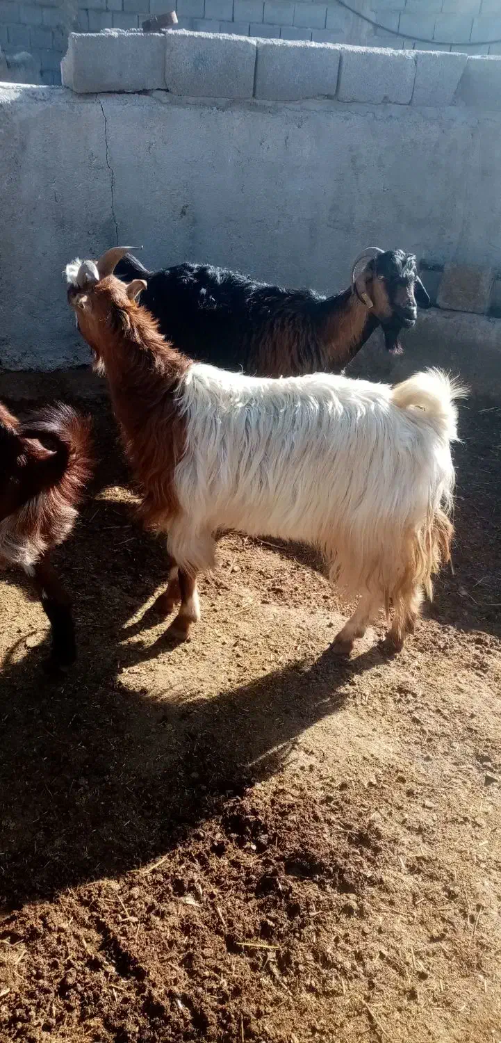 حیوانات مزرعه|حیوانات مزرعه|مرودشت, مجد آباد|دیوار