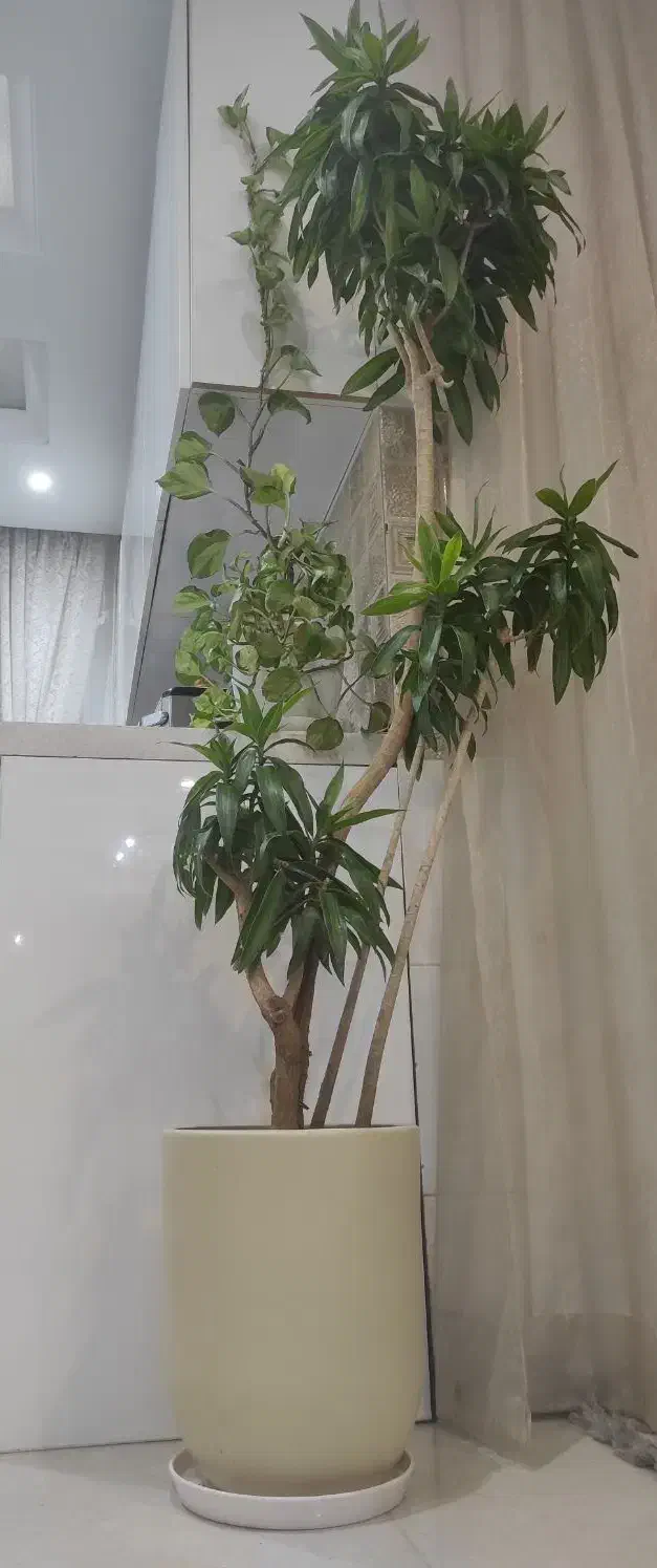 درختچه بامبو خاکی (پیلهموا) ریشه بنسای|گل و گیاه طبیعی|تهران, جردن|دیوار