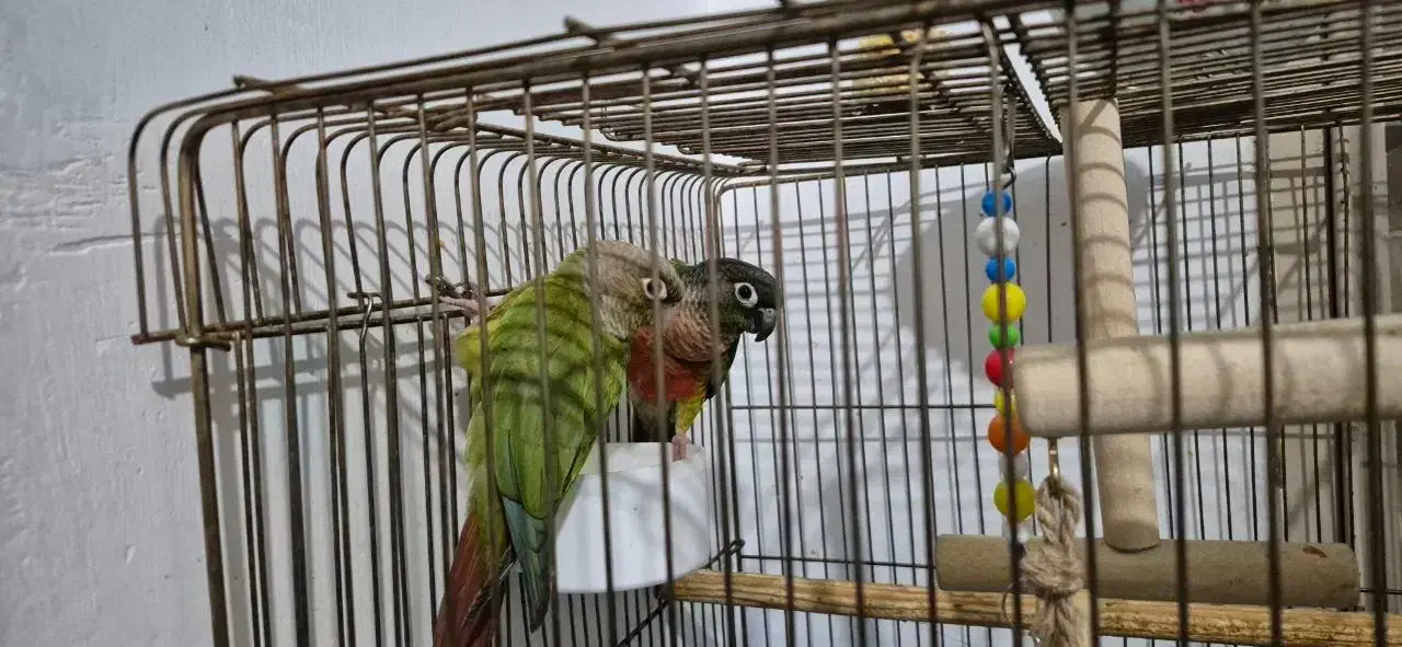 طوطی گرینچیک|پرنده|بوکان, |دیوار