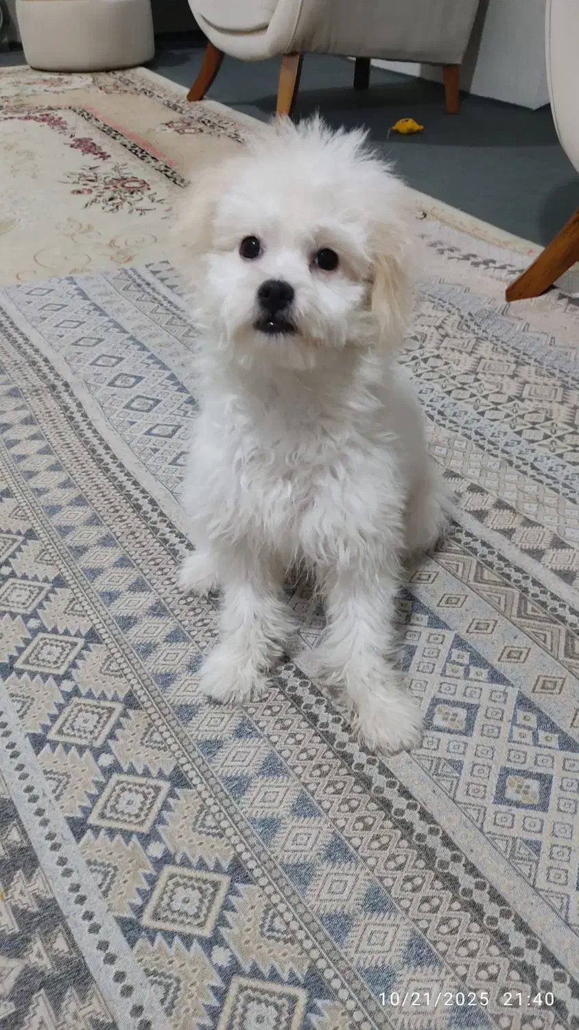 واگذاری سگ مالتیز کراس|سگ|شیراز, منطقه هوایی شهید دوران|دیوار