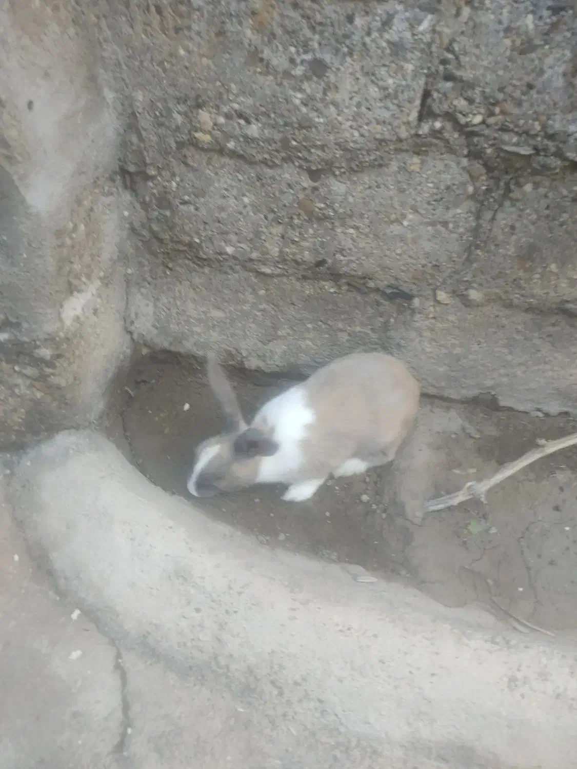 خرگوش نر زیبا معاوضه با خرگوش ماذه|موش و خرگوش|سقز, |دیوار