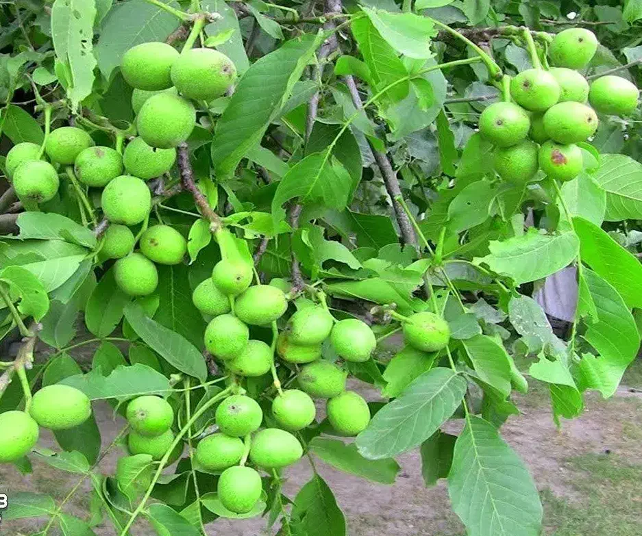 تولید و عرضه نهال گردو بلغاری|خدمات باغبانی و درختکاری|ایلام, |دیوار