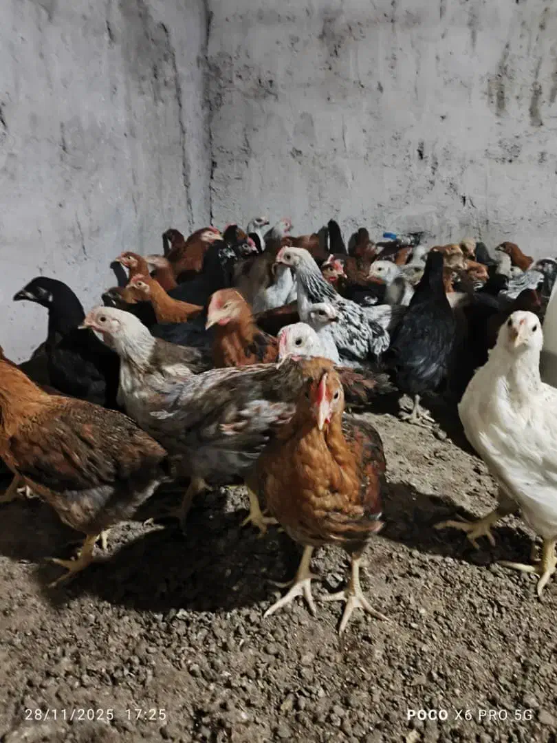 نیمچه گلپایگان|حیوانات مزرعه|اطاقور, |دیوار