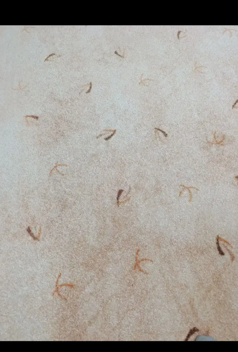 پالاز موکت|موکت|سرپل ذهاب, |دیوار