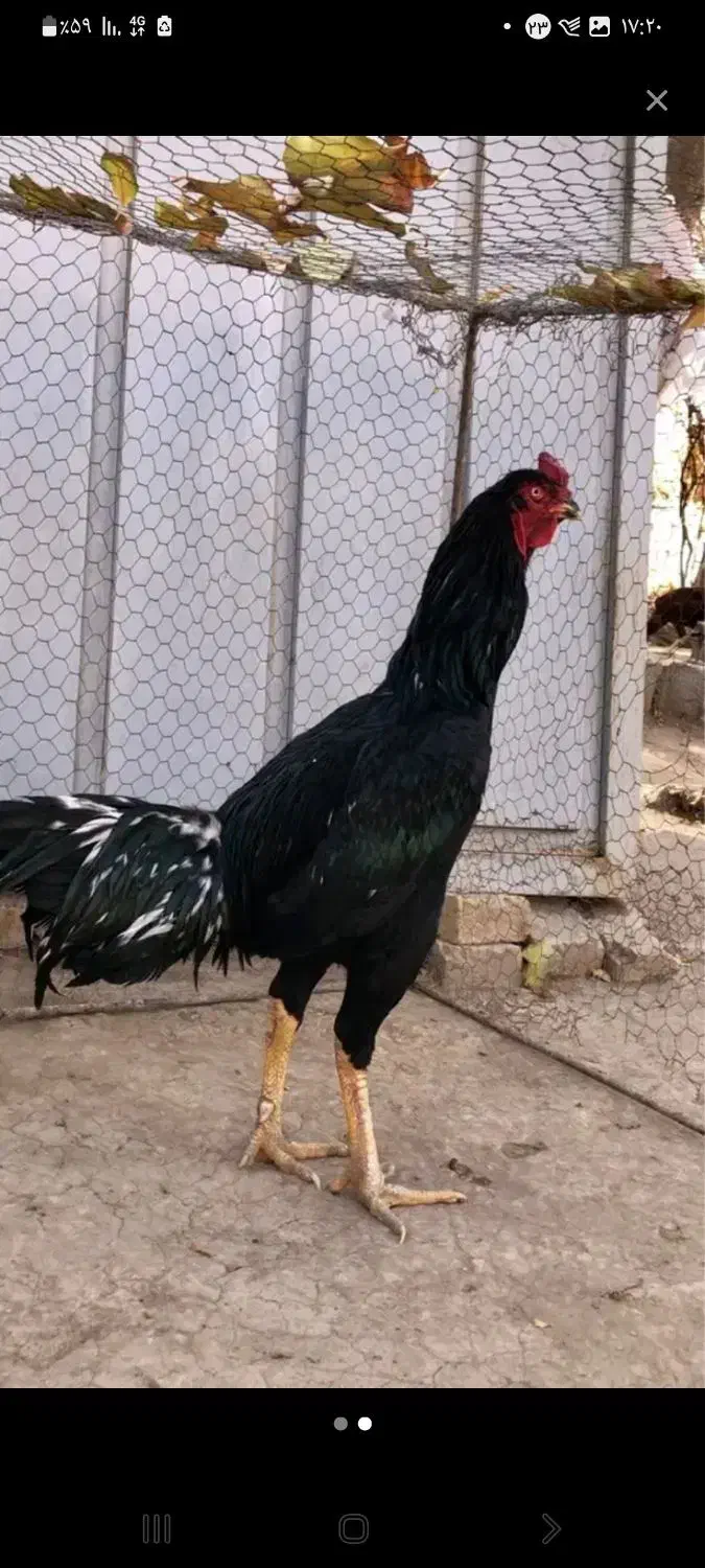 ماده مرغ لوطین|حیوانات مزرعه|ایرانشهر, |دیوار