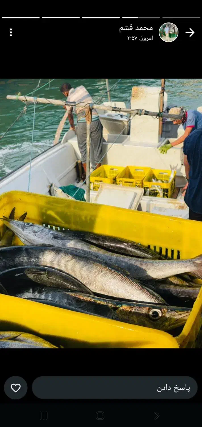 میگو پاک شده دریایی رسید|خوردنی و آشامیدنی|فسا, |دیوار