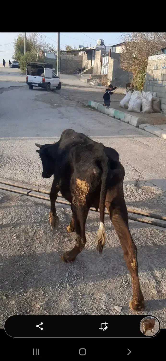 ۸ عدد گاو درجه یک یک مخصوص داشتی همشون ابستن هستن|حیوانات مزرعه|ثلاث باباجانی, |دیوار