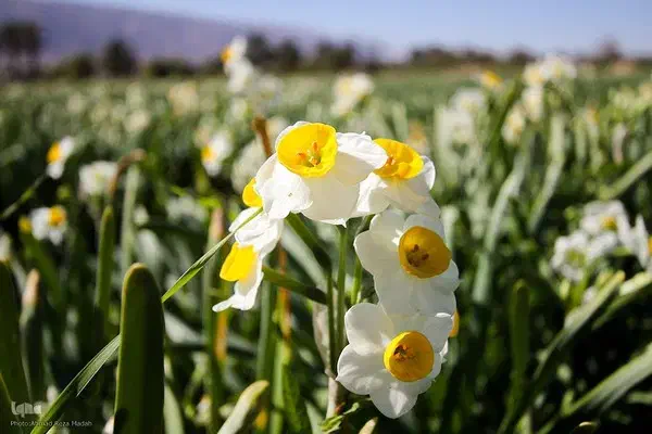 فروش 2000 متر زمین در مزرعه گل نرگس|فروش زمین و ملک کلنگی|خفر, |دیوار