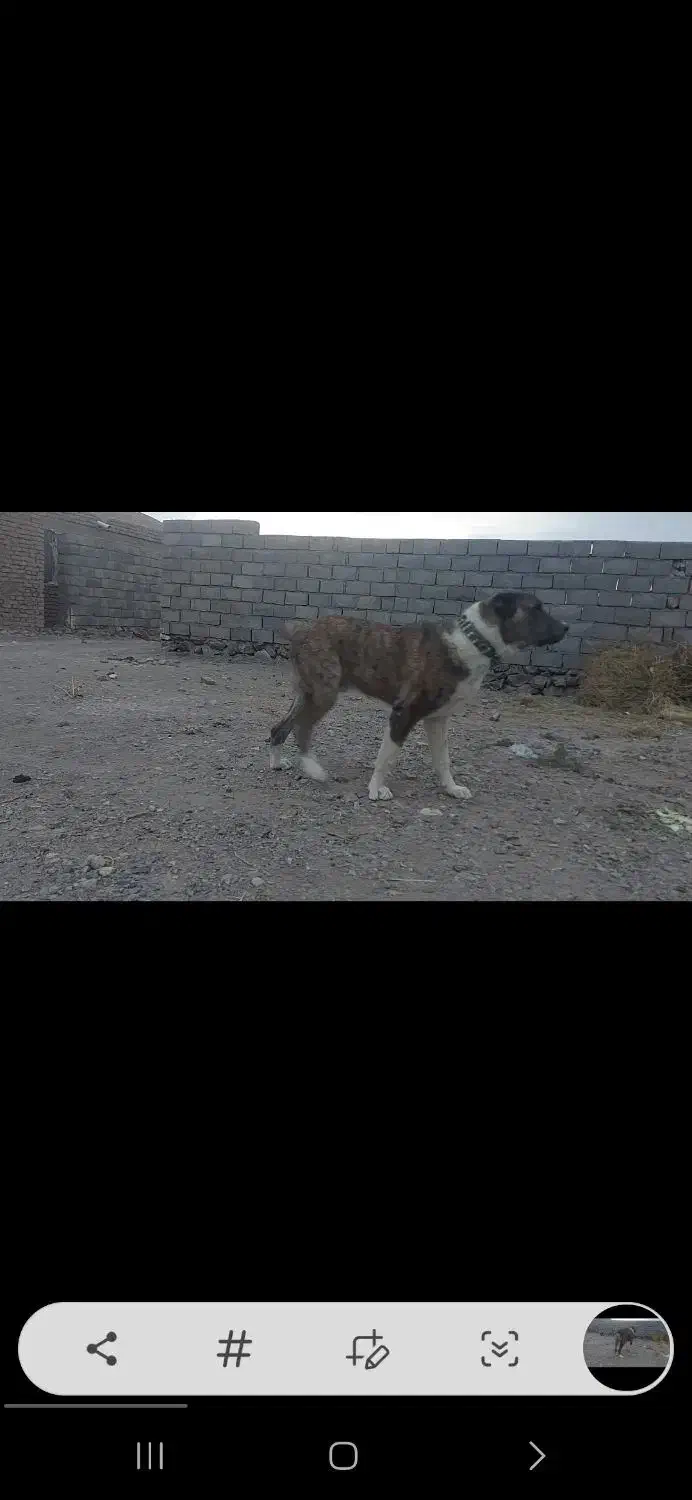 گمشده|حیوانات|خواف, |دیوار