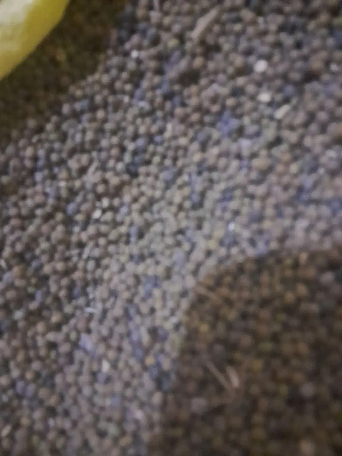 ماش ارتشی درجه یک|خوردنی و آشامیدنی|دره شهر, |دیوار